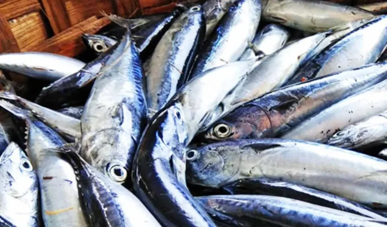 Ikan Tongkol Lisong Segar